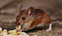 24 Hour & Emergency Exterminators in Kindts Corner, PA